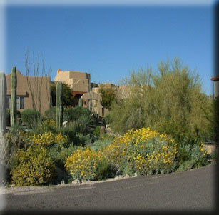 Arizona Native Gardens